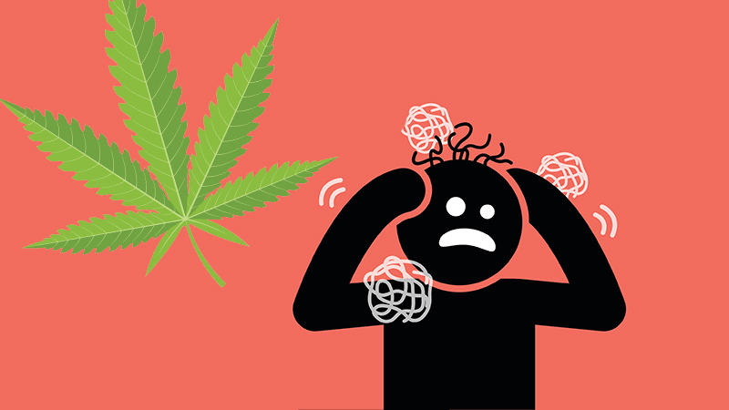 Cannabis-induced psychosis, can lead to many health-risks with long term effects.