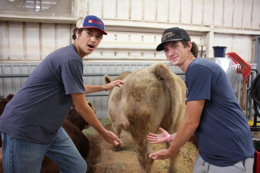 Kayle Williams, sophomore, and Fisher Gilmore, senior, are astonished by the steer.