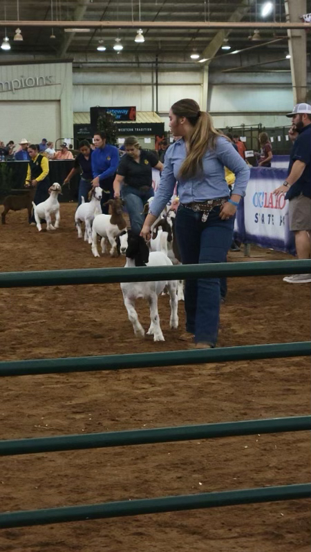 Charli Panque show her sheep at Cleveland County Fair. Courtesy of the Panque Family.